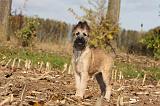BOUVIER DES ARDENNES 300